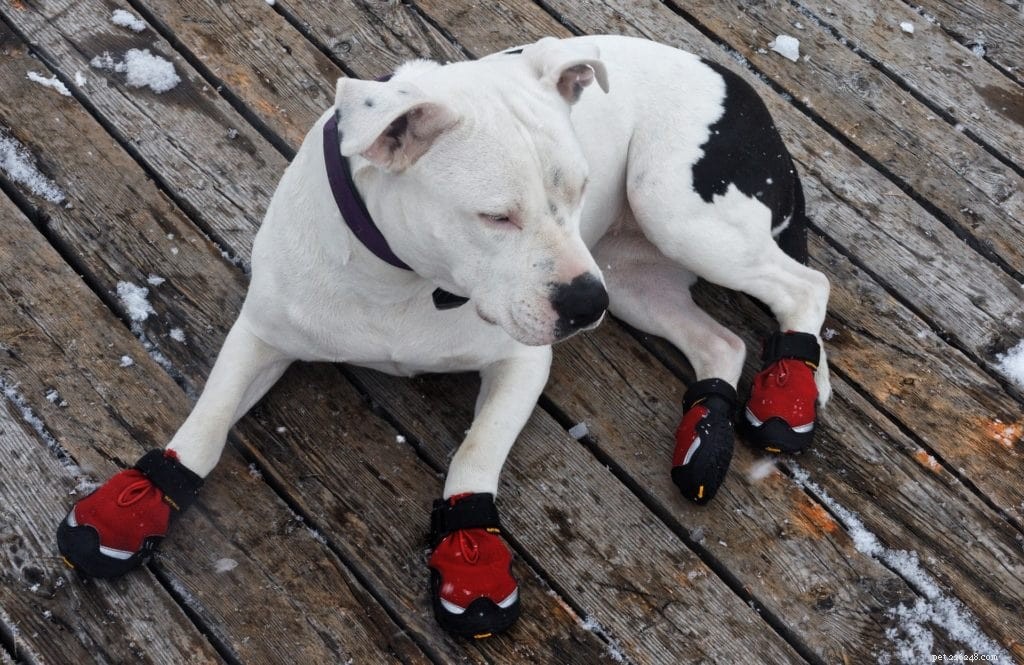 10 Proven Ways to Keep Your Dog s Paws Safe from Hot Pavement