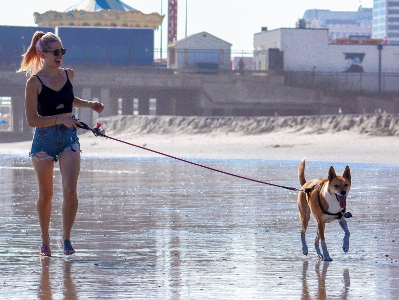 10 Proven Ways to Keep Your Dog s Paws Safe from Hot Pavement