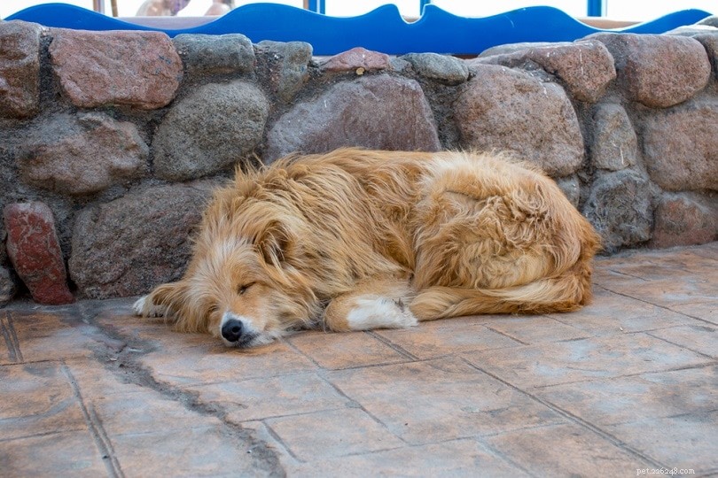 Why Dogs Sleep So Much — How to Tell If It’s Normal or a Red Flag