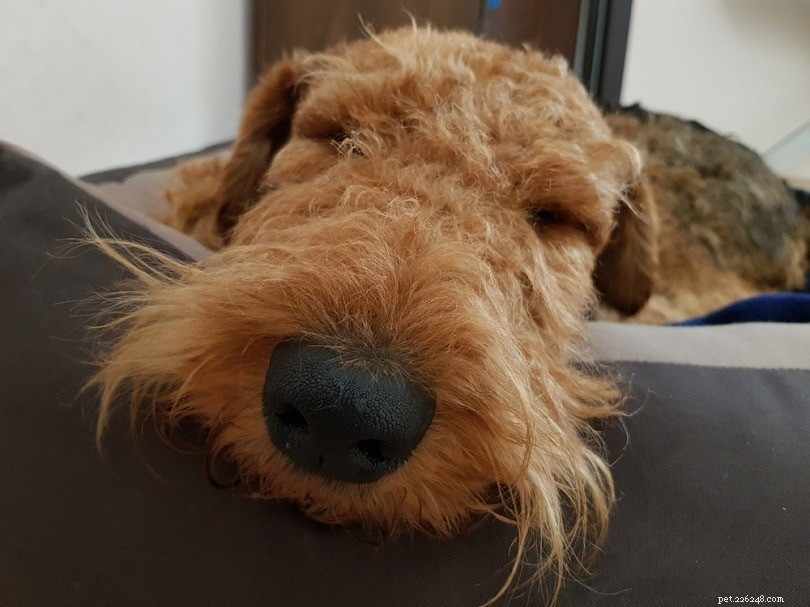 Why Dogs Sleep So Much — How to Tell If It’s Normal or a Red Flag