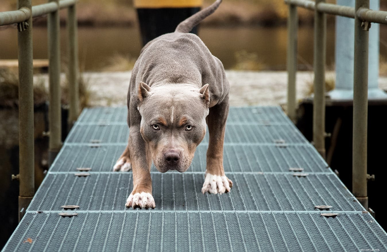Exploring the Five Main Pit Bull Dog Breeds: A Comprehensive Guide