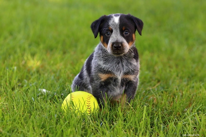 4 Reasons Dogs Are Obsessed With Squeaky Toys – A Must-Read Guide