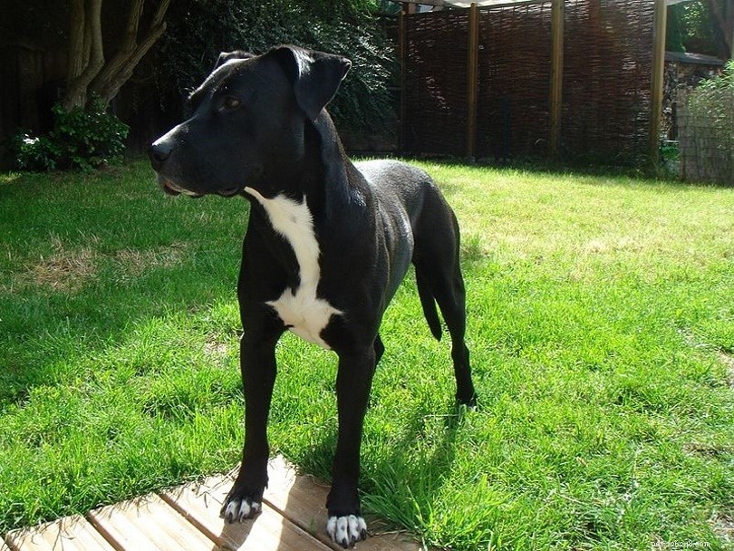 Exploring the Five Main Pit Bull Dog Breeds: A Comprehensive Guide