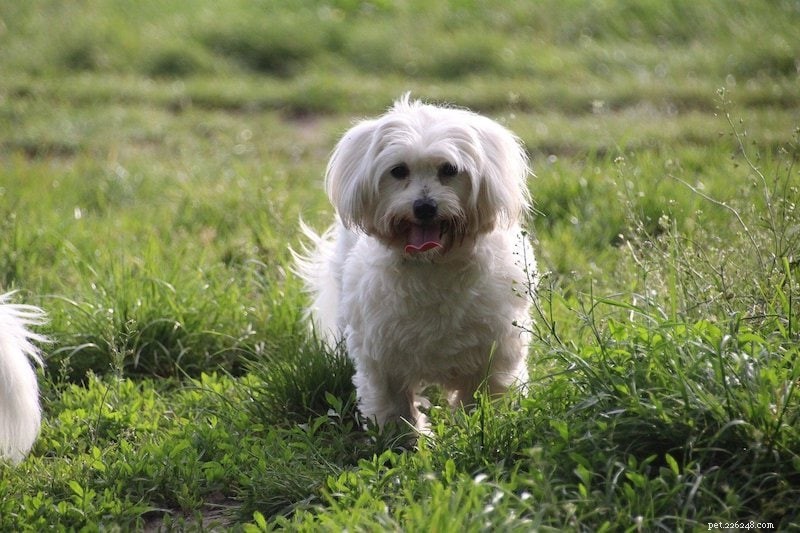 Why Do Dogs Eat Cat Poop? 5 Common Causes Explained