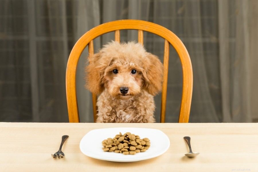 9 Key Reasons Your Dog Is Barking – What It Means