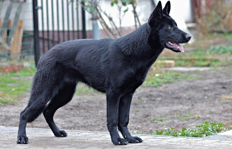 Prevent Your Dog from Chasing Your Cat: 5 Proven Techniques for Harmony