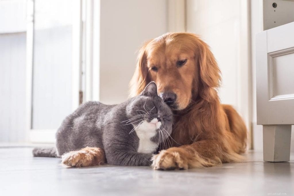 Prevent Your Dog from Chasing Your Cat: 5 Proven Techniques for Harmony