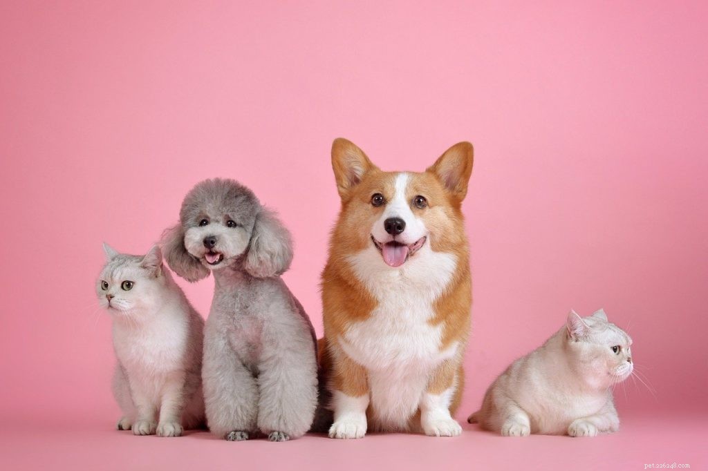 Prevent Your Dog from Chasing Your Cat: 5 Proven Techniques for Harmony