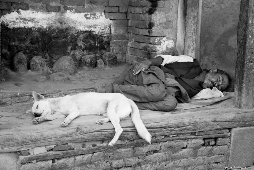 Why Do Dogs Sleep Facing You? 5 Expert-Backed Reasons
