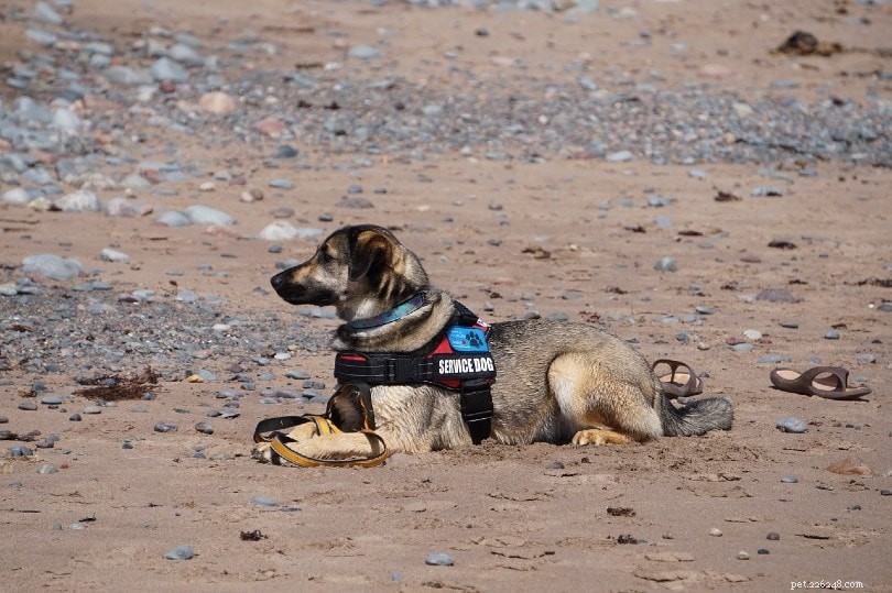 Service Dogs vs. Therapy Dogs vs. Emotional Support Dogs: Key Differences Explained
