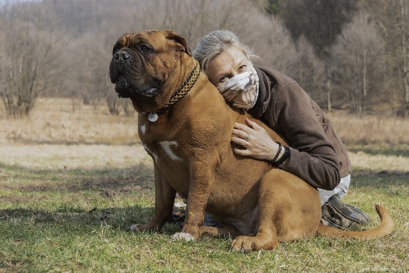 Service Dogs vs. Therapy Dogs vs. Emotional Support Dogs: Key Differences Explained