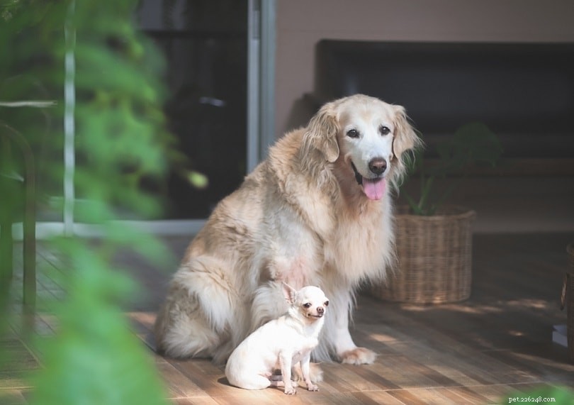 Can a Small Dog Conceive with a Large Dog? Key Facts and Considerations