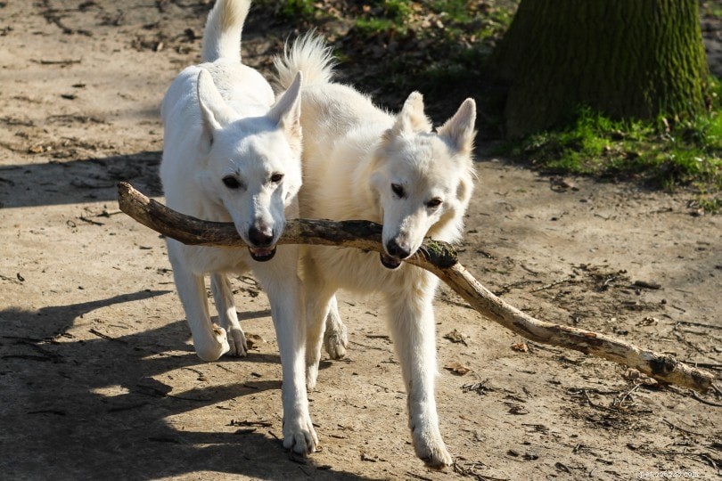Why Breeding Sibling Dogs Is Unsafe – Avoid Inbreeding