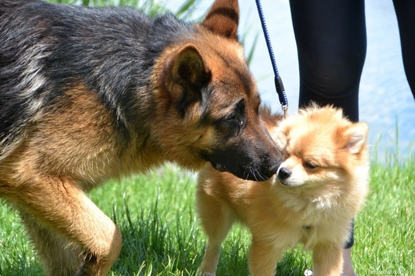 Can a Small Dog Conceive with a Large Dog? Key Facts and Considerations