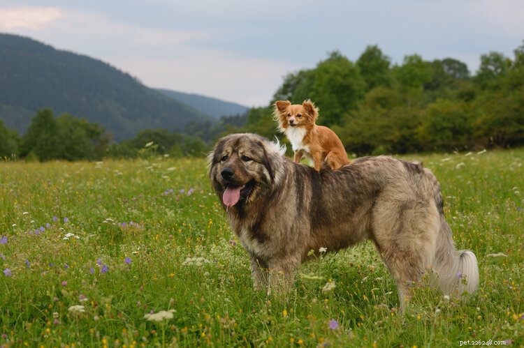 Can a Small Dog Conceive with a Large Dog? Key Facts and Considerations