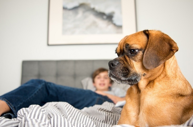 Why Does My Dog Stare at Me While I Sleep? 7 Common Explanations