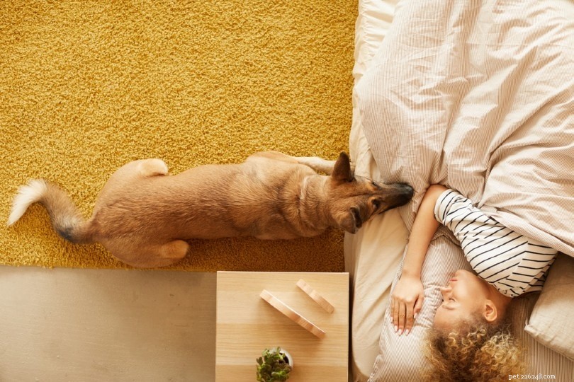 Why Does My Dog Stare at Me While I Sleep? 7 Common Explanations
