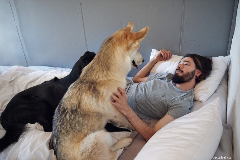 Why Does My Dog Stare at Me While I Sleep? 7 Common Explanations
