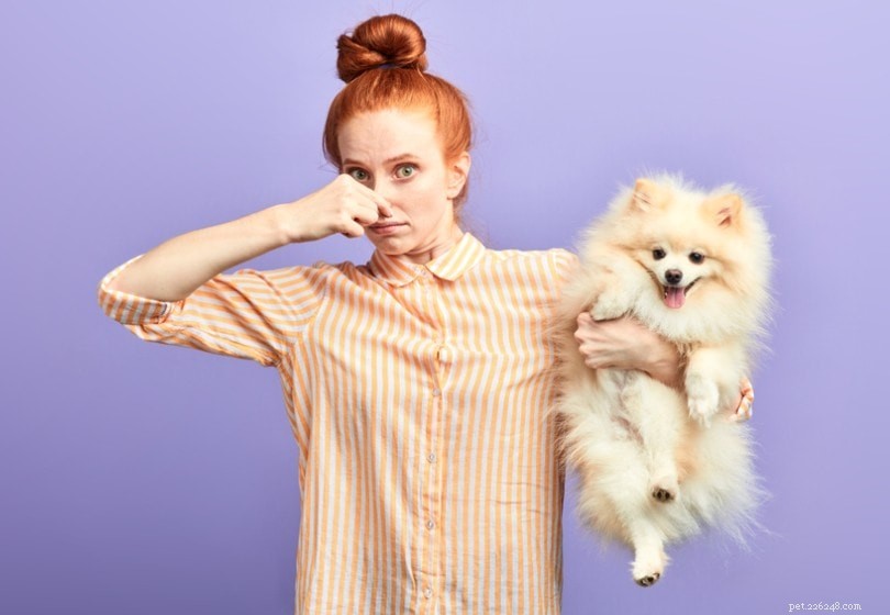 Why Does My Dog Smell Fishy? 4 Common Causes Explained