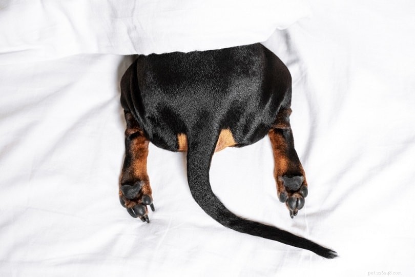 Why Does My Dog Smell Fishy? 4 Common Causes Explained