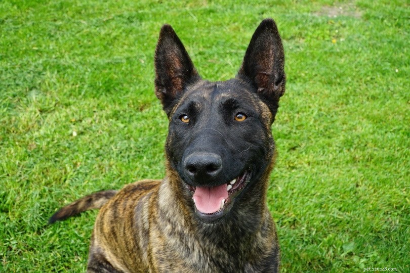 Top 20 Dog Breeds by Bite Force: Accurate PSI Measurements & Facts