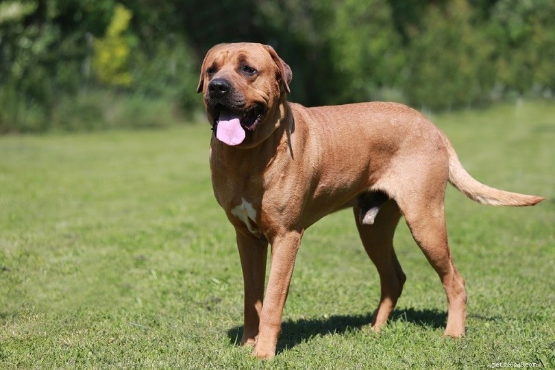 Top 20 Dog Breeds by Bite Force: Accurate PSI Measurements & Facts