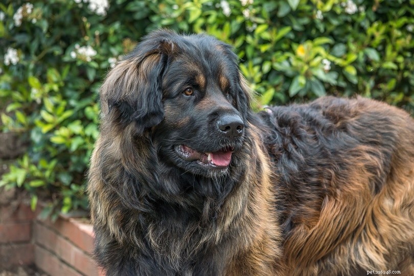 Top 20 Dog Breeds by Bite Force: Accurate PSI Measurements & Facts