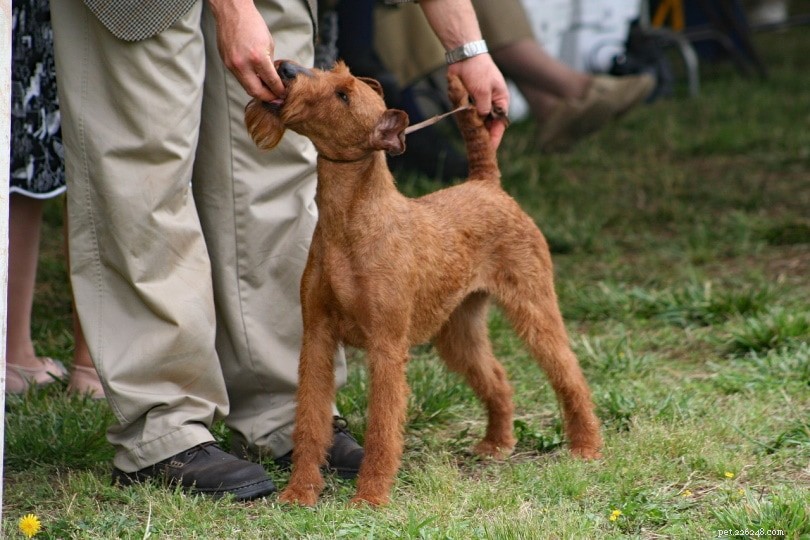 Do You Need a License to Legally Breed Dogs?