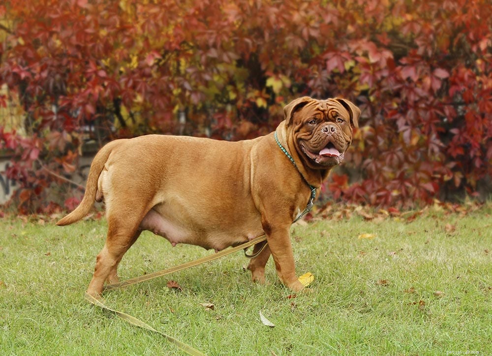 Do You Need a License to Legally Breed Dogs?