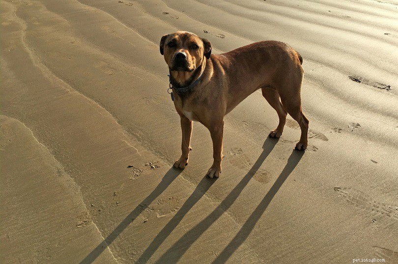 Top 20 Dog Breeds by Bite Force: Accurate PSI Measurements & Facts