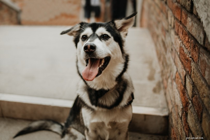 6 Proven Reasons Your Dog Follows You & How to Encourage Healthy Independence