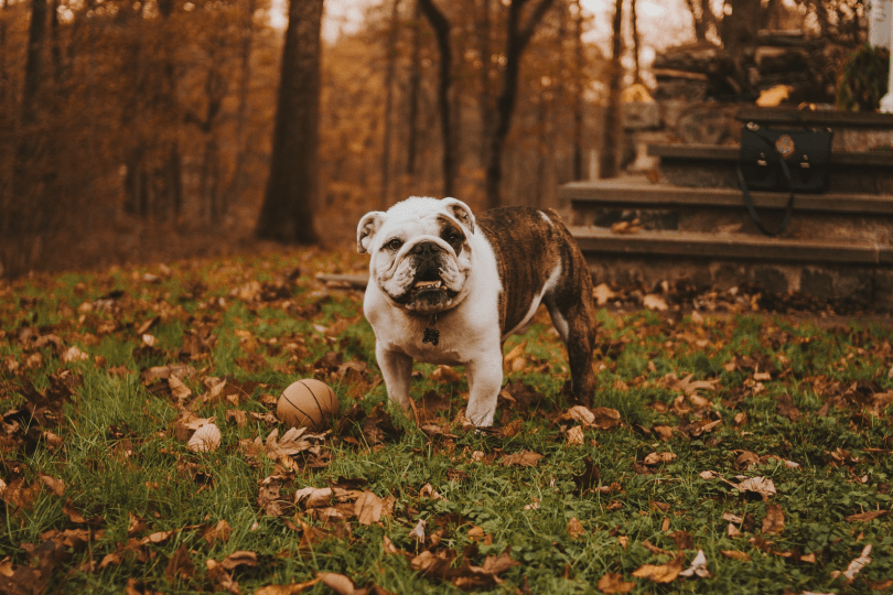 6 Proven Reasons Your Dog Follows You & How to Encourage Healthy Independence