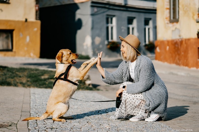 6 Proven Reasons Your Dog Follows You & How to Encourage Healthy Independence