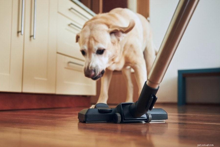 What Causes Dogs to Bark at Nothing? 6 Key Reasons Explained