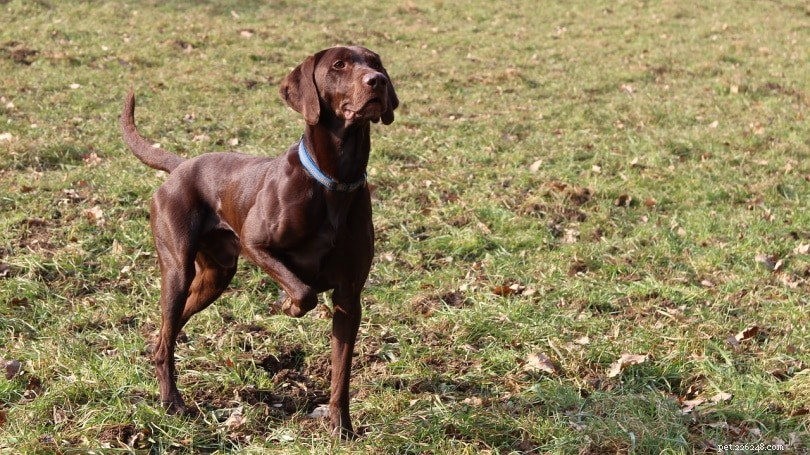 6 Proven Reasons Your Dog Follows You & How to Encourage Healthy Independence