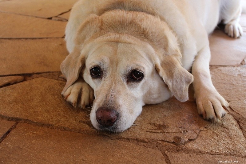 What Causes Dogs to Bark at Nothing? 6 Key Reasons Explained