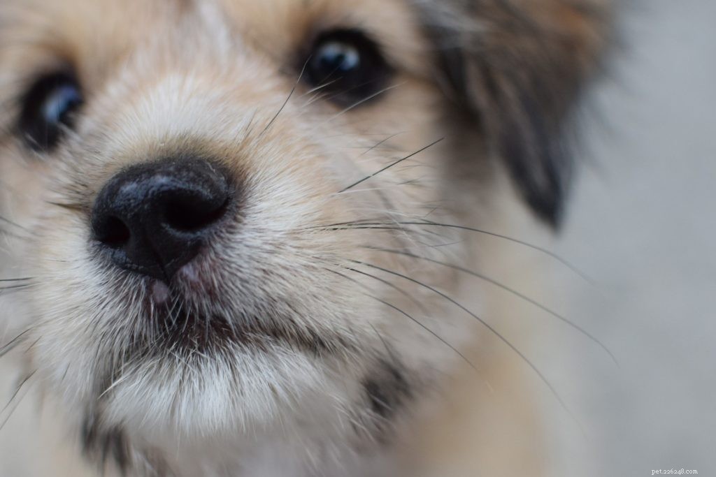 5 Expert-Backed Reasons Why Dogs Sniff Your Underwear