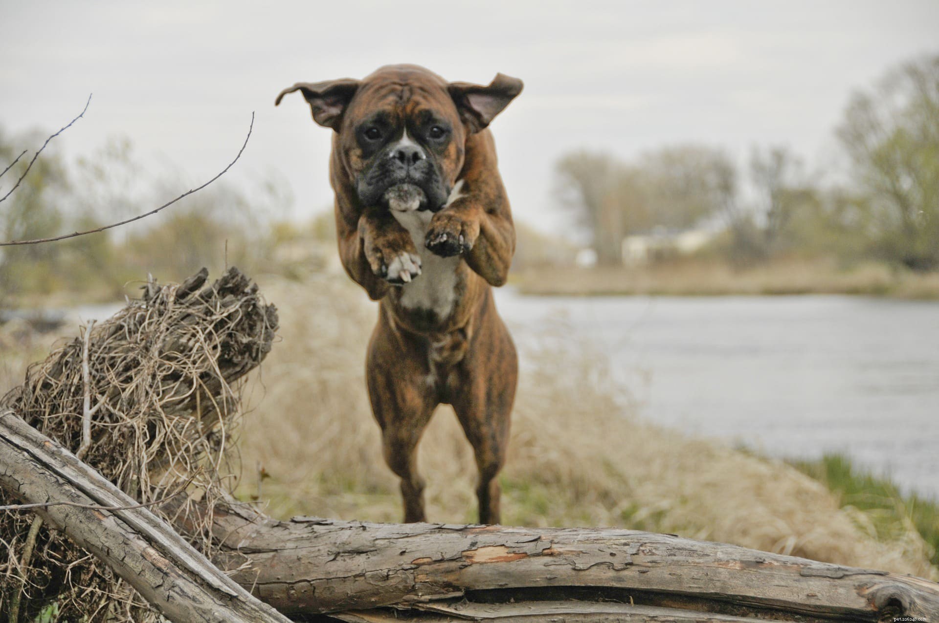 How High Can Dogs Jump? Understanding Breed, Fitness, and Training Factors