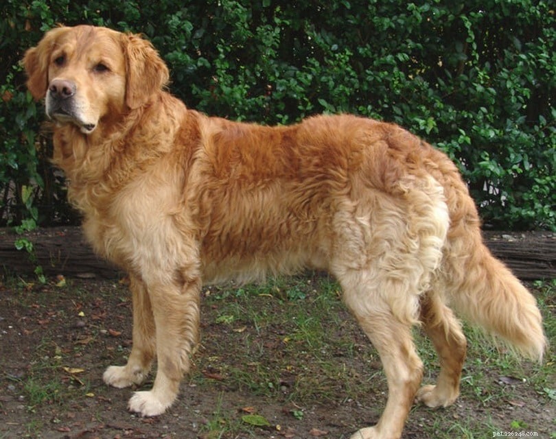 Male vs Female Dogs: Key Differences Explained