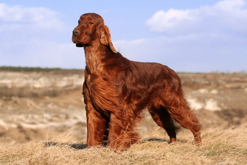 Male vs Female Dogs: Key Differences Explained
