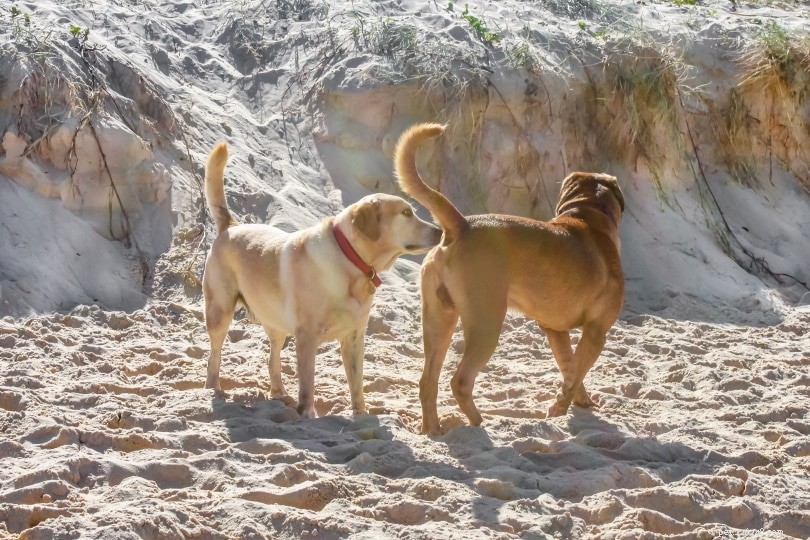 The Science Behind Dog Butt-Checking: 6 Key Reasons