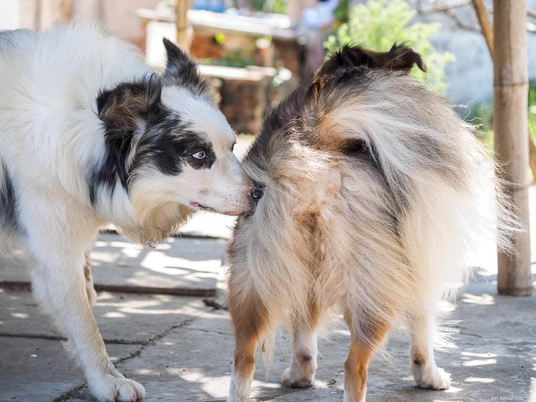The Science Behind Dog Butt-Checking: 6 Key Reasons
