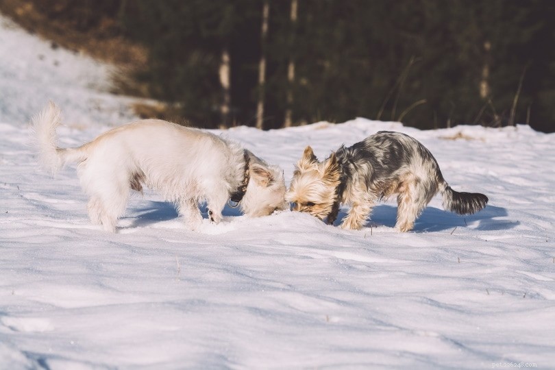 The Science Behind Dog Butt-Checking: 6 Key Reasons