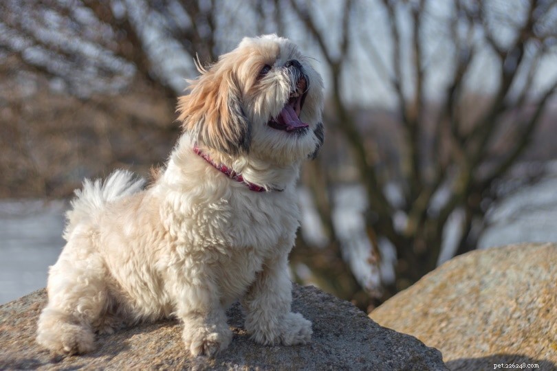 Understanding Why Dogs Yawn: The Science Behind Their Behavior