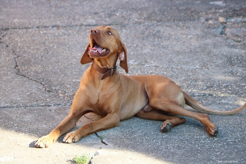 Understanding Why Dogs Yawn: The Science Behind Their Behavior