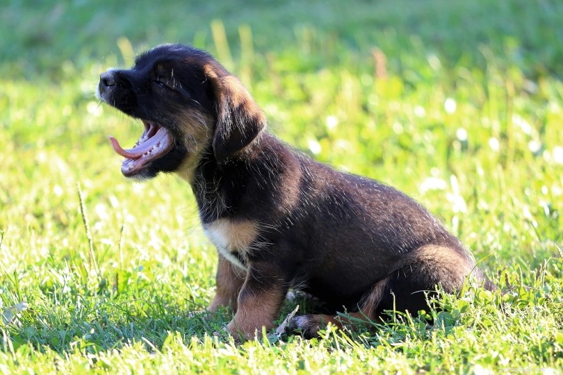 Understanding Why Dogs Yawn: The Science Behind Their Behavior