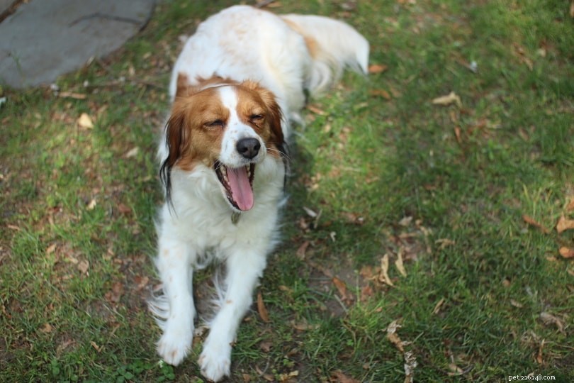 Understanding Why Dogs Yawn: The Science Behind Their Behavior