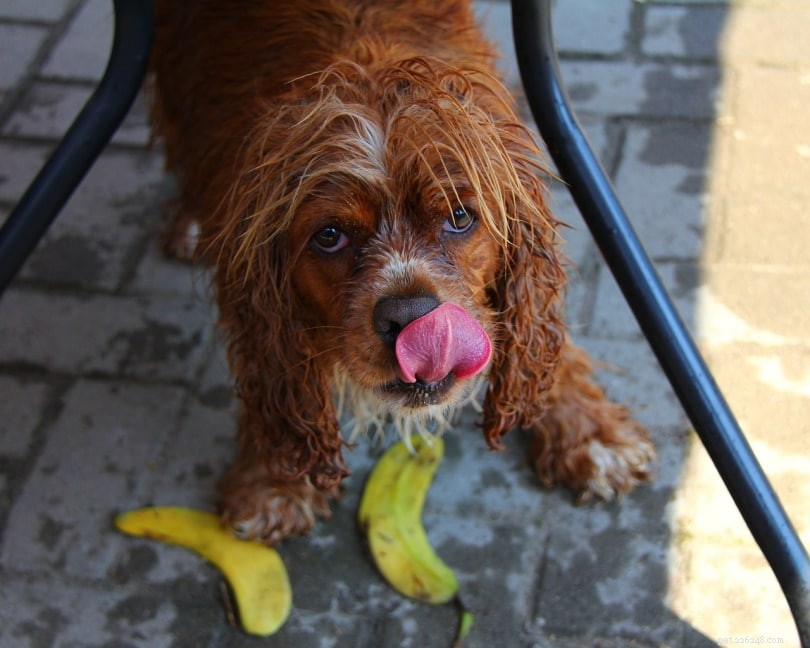 10 Reasons Why Dogs Lick Their Noses – What It Means for Their Health