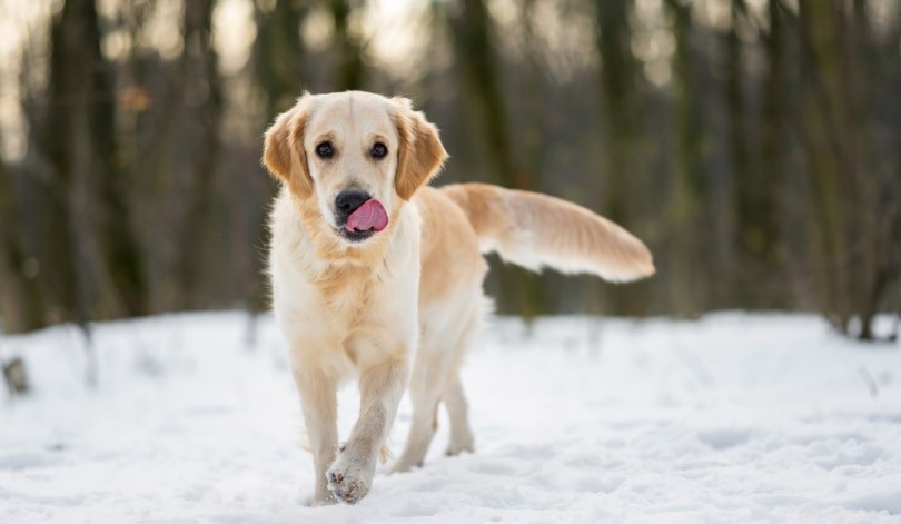 10 Reasons Why Dogs Lick Their Noses – What It Means for Their Health