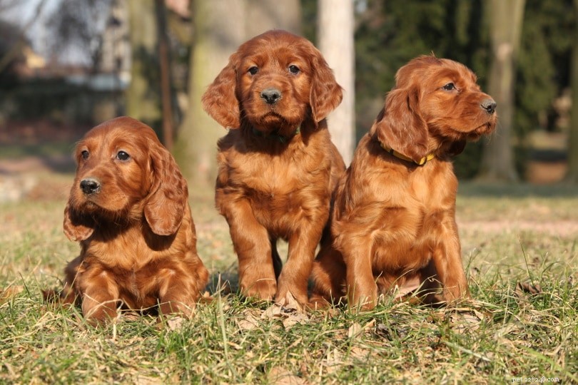 18 Essential Questions to Ask Before Choosing a Dog Breeder